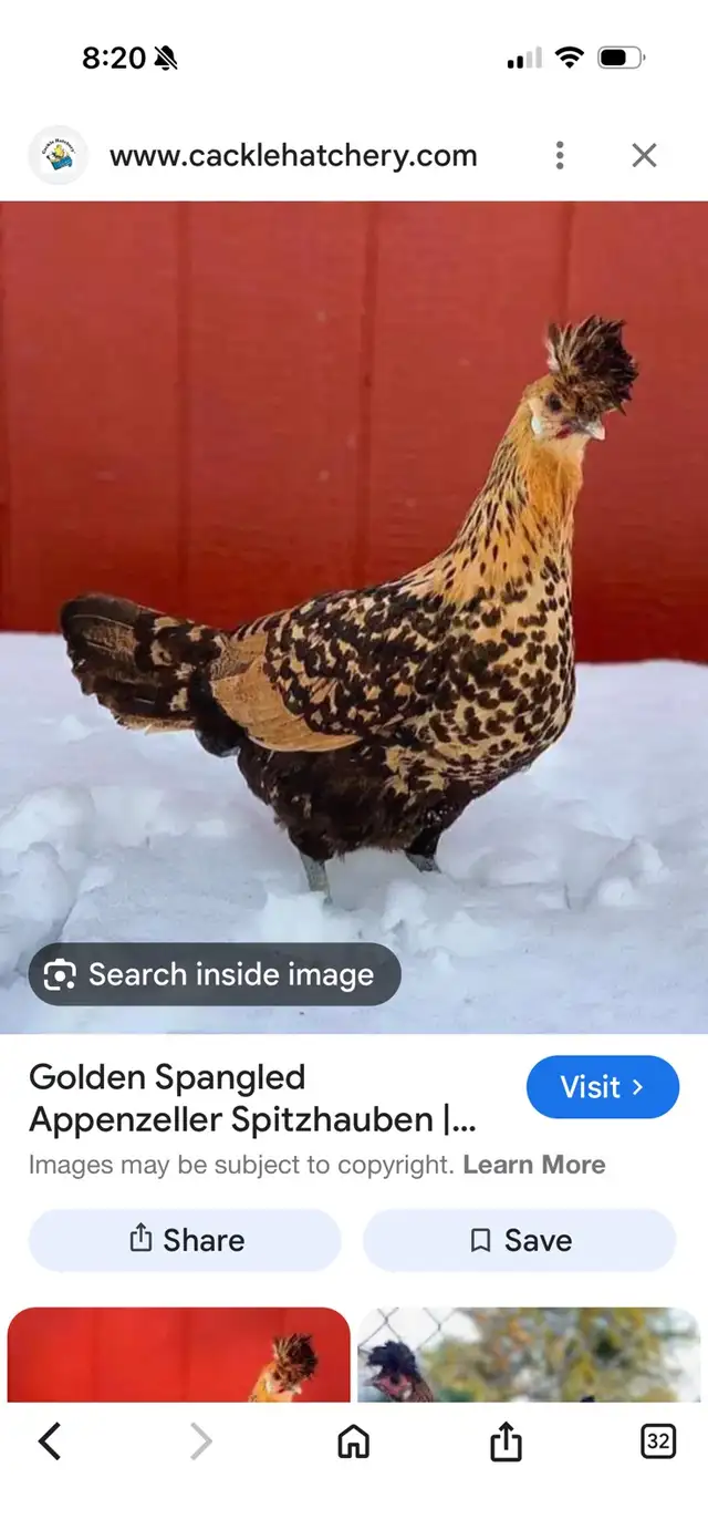 Rare silver and Gold Spitzhauben Eggs for sale