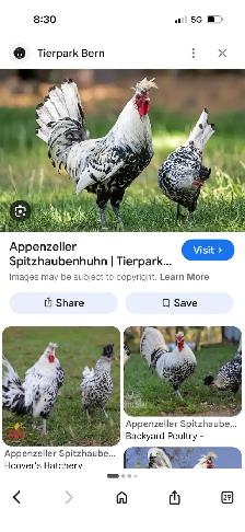 Rare silver and Gold Spitzhauben Eggs for sale - Photo 2