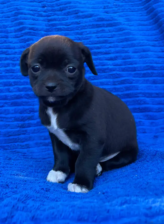 Adorable Puppies for sale