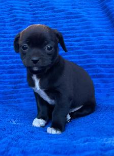 Adorable Puppies for sale