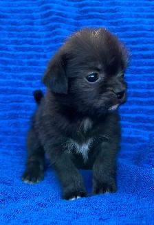 Adorable Puppies for sale - Photo 2