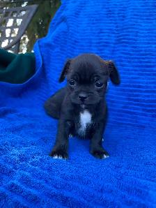 Adorable Puppies for sale - Photo 3