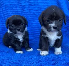 Adorable Puppies for sale - Photo 4