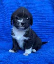 Adorable Puppies for sale - Photo 5