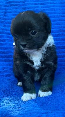 Adorable Puppies for sale - Photo 6