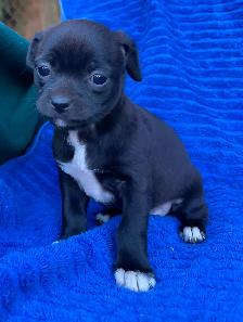 Adorable Puppies for sale - Photo 7