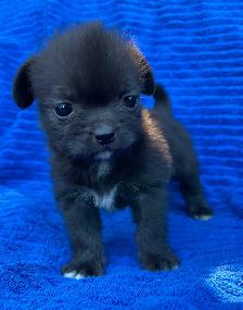 Adorable Puppies for sale - Photo 8