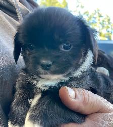 Adorable Puppies for sale - Photo 9