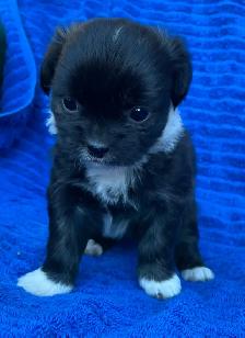 Adorable Puppies for sale - Photo 10