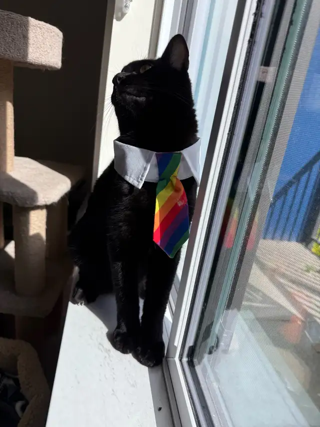 Cat for adoption
