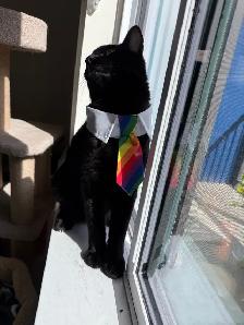 Cat for adoption