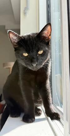 Cat for adoption - Photo 2