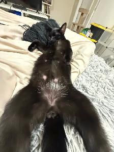 Cat for adoption - Photo 3