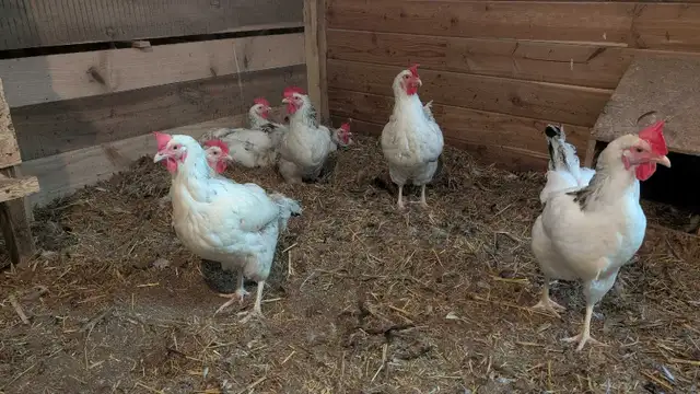 Columbian rock laying hens