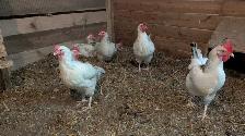 Columbian rock laying hens
