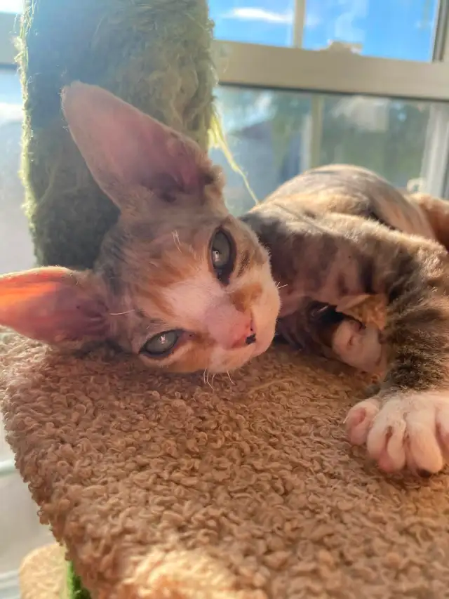 Chaton Devon Rex