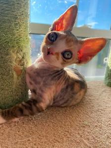 Chaton Devon Rex - Photo 2