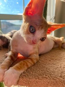 Chaton Devon Rex - Photo 3