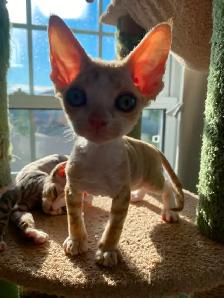 Chaton Devon Rex - Photo 4