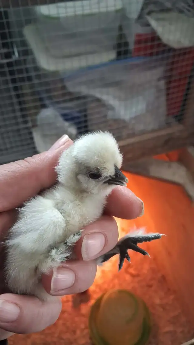 Poussin Soyeux