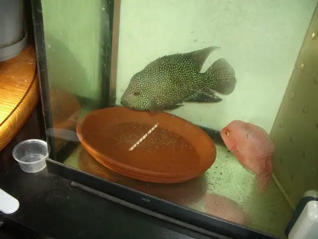 FOR SALE FEMALE RED MONKEY FLOWER HORN $200