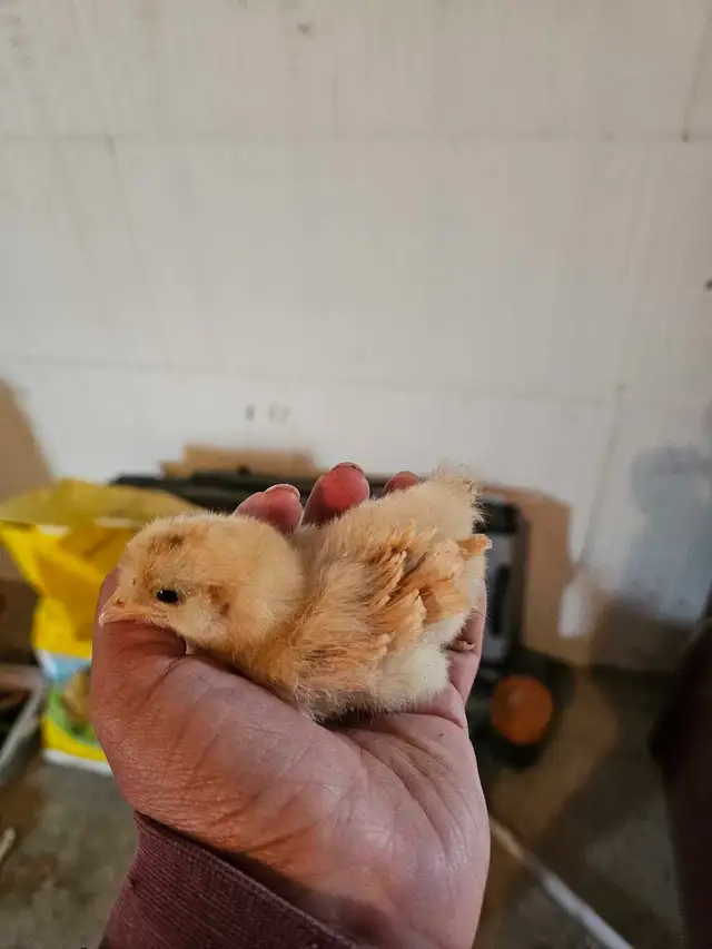chicken chicks