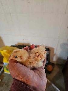 chicken chicks
