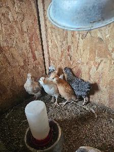 chicken chicks - Photo 2