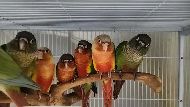 Hand-Tame Baby Green Cheek Conures