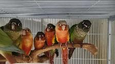 Hand-Tame Baby Green Cheek Conures