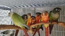 Hand-Tame Baby Green Cheek Conures - Photo 2