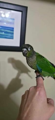 Hand-Tame Baby Green Cheek Conures - Photo 3