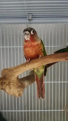 Hand-Tame Baby Green Cheek Conures - Photo 4