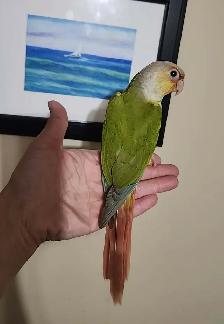 Hand-Tame Baby Green Cheek Conures - Photo 5