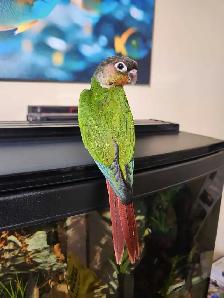 Hand-Tame Baby Green Cheek Conures - Photo 6