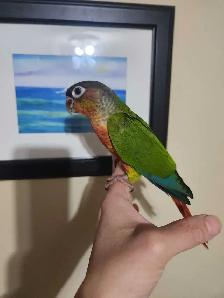 Hand-Tame Baby Green Cheek Conures - Photo 7