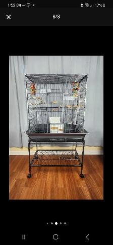 Hand-Tame Baby Green Cheek Conures - Photo 10