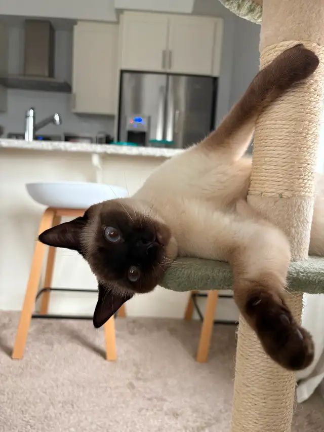 Female Siamese