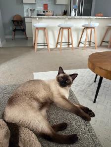 Female Siamese - Photo 2