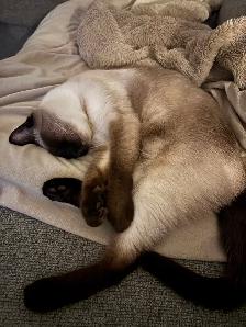 Female Siamese - Photo 3