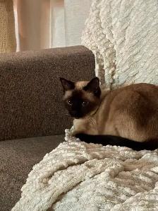 Female Siamese - Photo 4