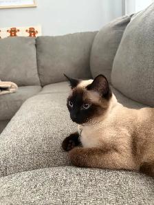Female Siamese - Photo 5