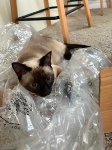 Female Siamese - Photo 6