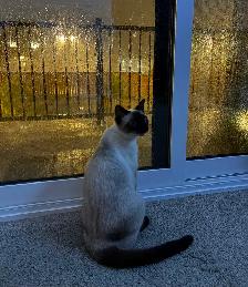 Female Siamese - Photo 7
