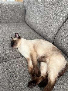 Female Siamese - Photo 8