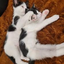 Chattons adorables avec arbre a chat a donner - Photo 2