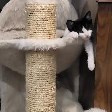 Chattons adorables avec arbre a chat a donner - Photo 3