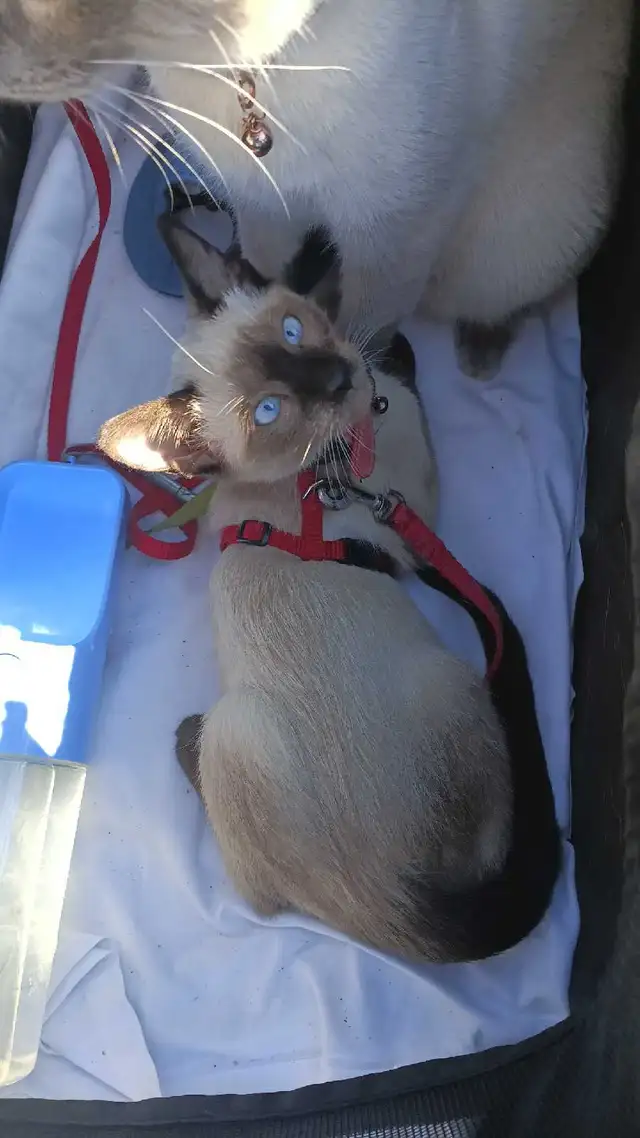 LAST FEMALE SIAMESE READY NOW