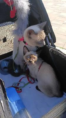 LAST FEMALE SIAMESE READY NOW - Photo 2