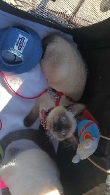 LAST FEMALE SIAMESE READY NOW - Photo 3